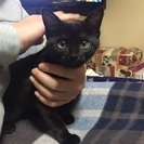 二ヶ月の黒猫ちゃん。里親さん探してます。