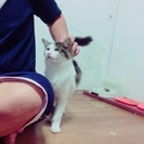 ふわふわ美人猫さん − 沖縄県