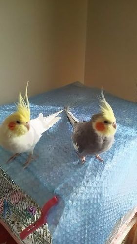 可愛いオカメインコさしあげます ユカタン 札幌のその他の里親募集 ジモティー
