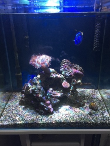 アクアリウム海水魚水槽 ドリー(^з^)-