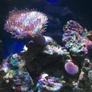 アクアリウム海水魚水槽🐠 ドリー(^з^)-