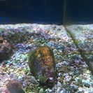 アクアリウム海水魚水槽🐠 ドリー(^з^)-