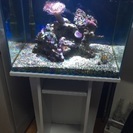 アクアリウム海水魚水槽🐠 ドリー(^з^)-