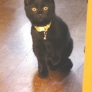 黒猫の子猫さん、お腹にホワイトポイントあり。----里親様無事き...
