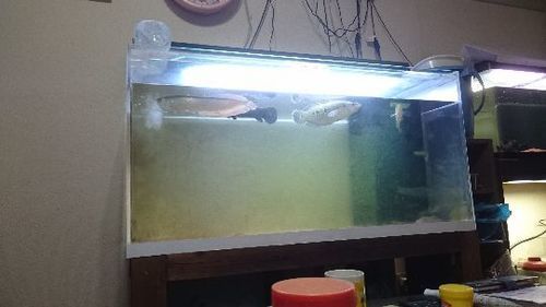 新しい飼い主さん募集してます