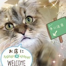 【中止により通常営業しています】猫カフェでプチ交流会