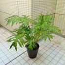観葉植物セローム　1鉢