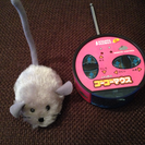 最終売価‼️☆ニャン太のゴーゴーマウス☆猫用おもちゃ