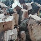薪に！広葉樹の丸太【難物】平成27年12月伐採、茨城県潮来市