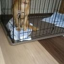 ミックス犬の里親 募集中