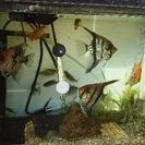 水槽付き金魚、熱帯魚、メダカ、タナゴ後空き水槽一個あります。