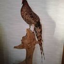 ヤマドリ 剥製
