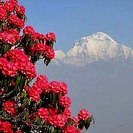 （日程変更）　初心者向け　はじめてのヒマラヤ展望ハイキング　ネパールの国花　山一面のシャクナゲを見に行こうの画像