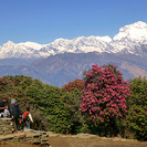 （日程変更）　初心者向け　はじめてのヒマラヤ展望ハイキング　ネパールの国花　山一面のシャクナゲを見に行こう - 渋谷区