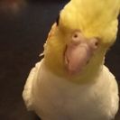 オカメインコ 雌 生後一年以内  人が大好きですの画像