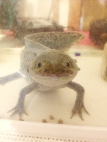 ウーパールーパー ブラック メス るるるるみ 川崎のその他の里親募集 ジモティー