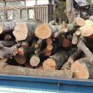 広葉樹の原木丸太、太さ9～20㎝。平成28年１月前後伐採。茨城県...