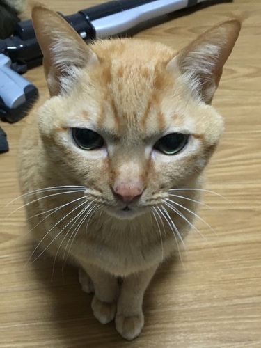 16才のおじいちゃん猫です にゃん母 福岡の猫の里親募集 ジモティー