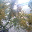 鉢植えアカシア210×130