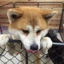 秋田犬 雄 ２歳