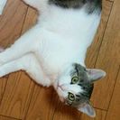 飼い猫を貰っていただける方の画像