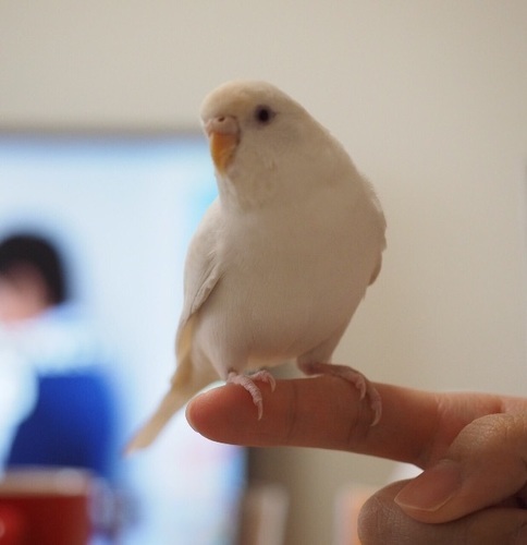 中止します セキセイインコ メス1歳8ヶ月 アルビノ いいとも 大阪のその他の里親募集 ジモティー 中止します セキセイインコ メス1歳8ヶ月 アルビノ いいとも 大阪のその他の里親募集 ジモティー