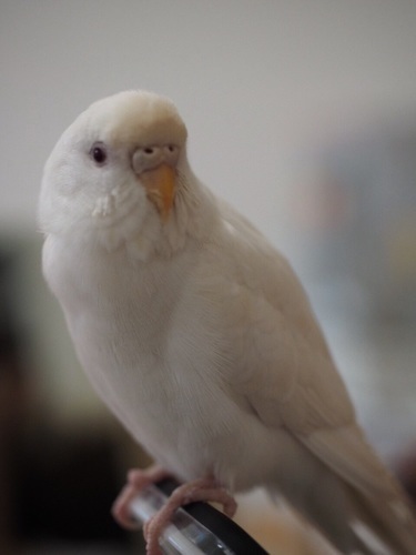 中止します セキセイインコ メス１歳８ヶ月 アルビノ いいとも 大阪のその他の里親募集 ジモティー