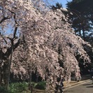 【募集終了】３／３０（水）『桜を描く』新宿御苑スケッチ