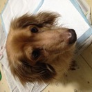 大阪府 貝塚市の犬の里親募集 ジモティー