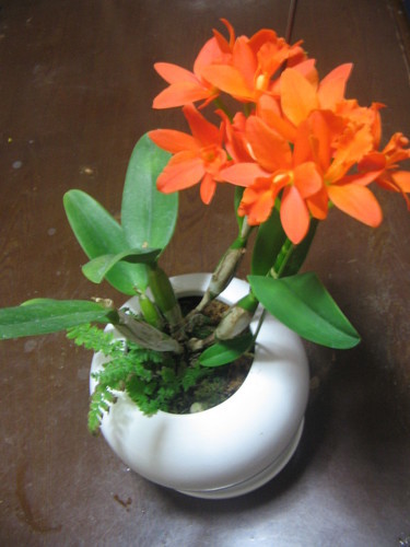 観葉植物蘭カトレアオレンジ色の花咲いています立派な植木鉢水受けつき みゃごさ 中野坂上の家具の中古あげます 譲ります ジモティーで不用品の処分