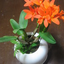 観葉植物　蘭　カトレア　オレンジ色の花咲いています　立派な植木鉢...