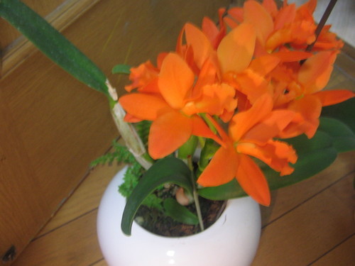 観葉植物蘭カトレアオレンジ色の花咲いています立派な植木鉢水受けつき みゃごさ 中野坂上の家具の中古あげます 譲ります ジモティーで不用品の処分
