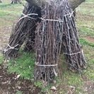 【無料】木の枝、差し上げます。暖炉の薪・アート素材にいかがですか？