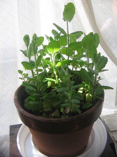 観葉植物西洋ハーブ甘い香りのミント古風な素焼きの大きめの鉢受け皿付き みゃごさ 中野坂上の家具の中古あげます 譲ります ジモティーで不用品の処分