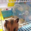 ゴールデンハムスター🐹