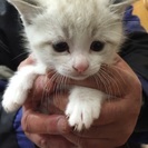 4匹の子猫ちゃんの家族募集の画像