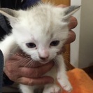 4匹の子猫ちゃんの家族募集 - 藤沢市