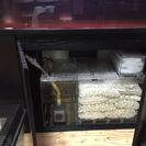 かなり値下げ♪お徳♪アロアナと水槽一式セット(^^)