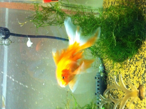 60cm水槽セット 金魚 プレコ グッピー付き ミコト 北九州のその他の中古あげます 譲ります ジモティーで不用品の処分