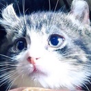 アメリカンカール子猫(雄)生後 3か月と7日   - 猫