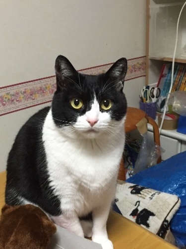 上目遣いが可愛すぎる 箱入り娘猫 マルマル 足立の猫の里親募集 ジモティー 上目遣いが可愛すぎる 箱入り娘猫 マルマル 足立の猫の里親募集 ジモティー