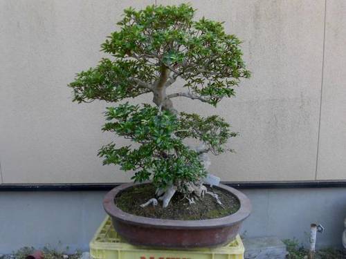 唐松園　自然木　高級さつき　山の光