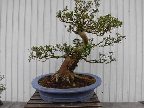 唐松園　逸品　さつき　人気品種　寿光