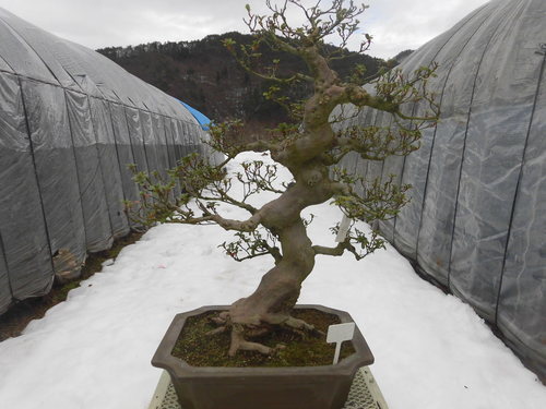 唐松園　幹模様が魅力　将来性ある逸品のさつき華宝