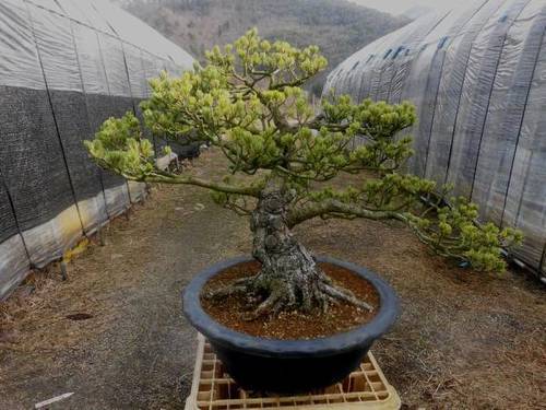 唐松園　葉短い　樹齢のの古い展示用クラス五葉松