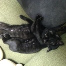 黒猫女の子②、6ヶ月です‼️ − 北海道