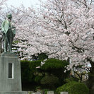 4月3日（日）讃友会！桜まつり観賞会の画像