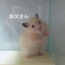 生後３週間 ハムスターの赤ちゃん - その他