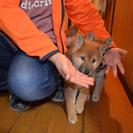 昨年の12月26日に生まれました柴犬の仔犬の里親募集！ − 秋田県