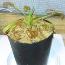 食虫植物 アフリカナガバモウセンゴケD.capensis 赤花 ...